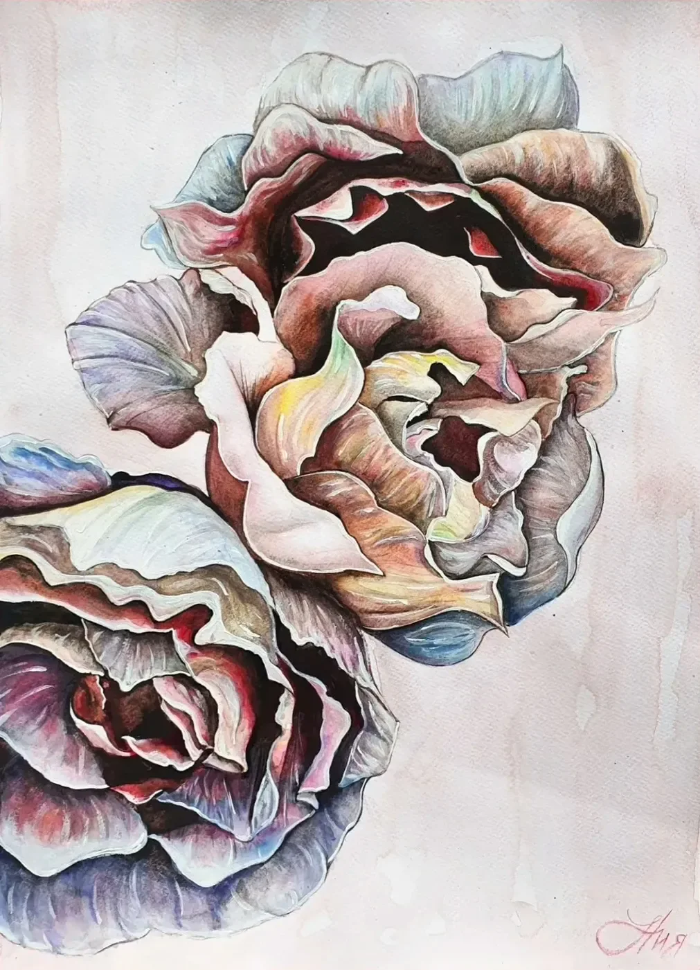 Aquarelle peonies